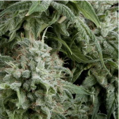 Auto Northern Lights