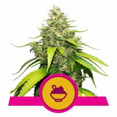 Blue Gelato Feminisiert