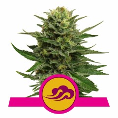 Blue Mystic Feminisiert