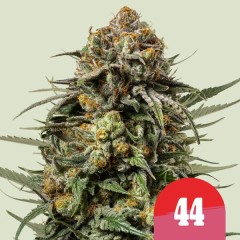 Gelato 44 Feminisiert