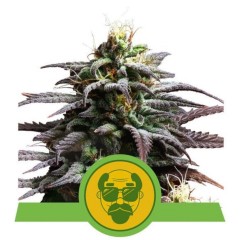 Granddaddy Purple Automatic