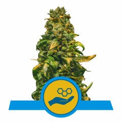 Solomatic CBD Automatic