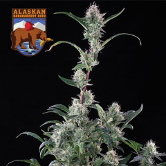 Alaskan Bananaberry Auto 