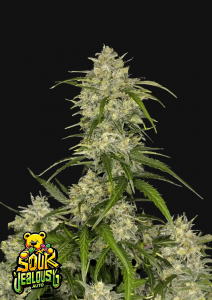Sour Jealousy Auto
