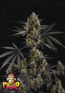 Pound Cake Auto