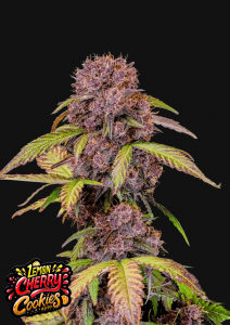 Lemon Cherry Cookies Auto