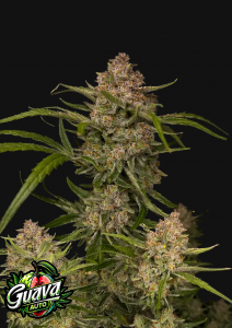 Guava Auto