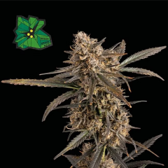 Green Crack Auto