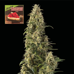 Strawberry Cheesecake Auto