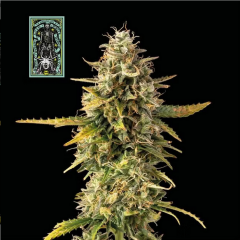 White Widow Auto