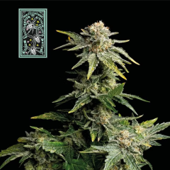 White Widow FAST Feminisiert