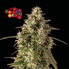 Zkittlez Auto
