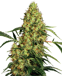 Mexican Sativa Regulär
