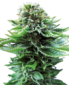 Northern Lights Automatic