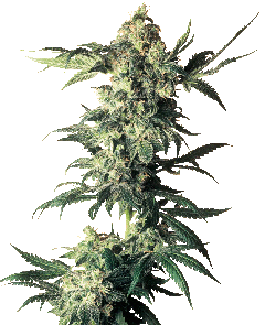 Northern Lights Feminisiert