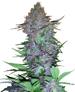 Purple Skunk Automatic