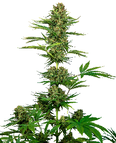 Satin Black Domina CBD Feminisiert