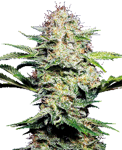 Sensi Skunk Automatic