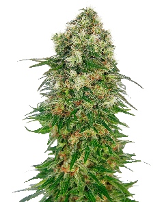 Shiva Skunk Automatic