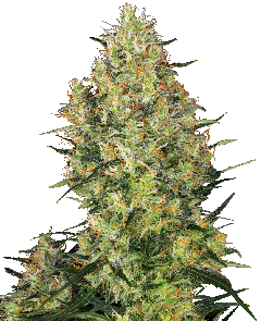 Shiva Skunk Feminisiert