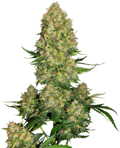 Skunk #1 Automatic