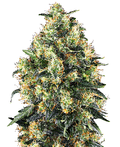 Super Skunk Automatic