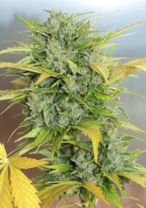 AK-47 Auto