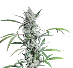 Auto Fat Pete's Cookies