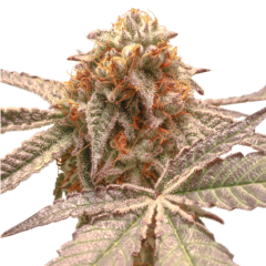 Purple OG Punch Feminisiert