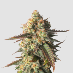 Strawberry Chemdawg OG Feminisiert