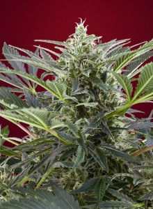 Cream 47 Feminisiert