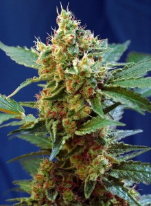 Cream Mandarine XL Auto