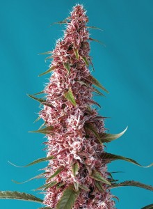 Red Pure CBD Auto