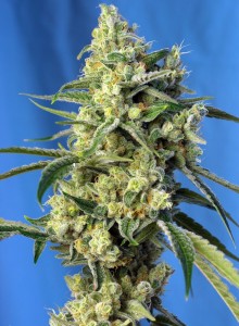 Sweet Amnesia Haze Feminisiert