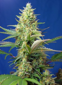 Sweet Pure CBD Auto