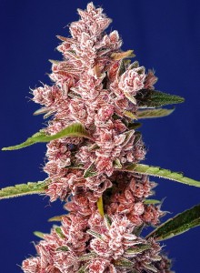 Tropicanna Poison F1 Fast Version Feminisiert