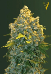 Chronic Monster XXL Automatic