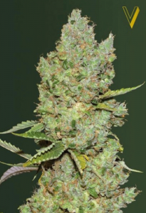 Critical Automatic