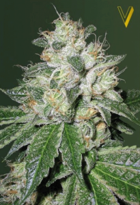 OG Kush Automatic