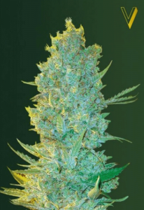 OG Kush Feminisiert