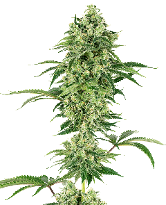 Nicole Hindu Kush Feminisiert