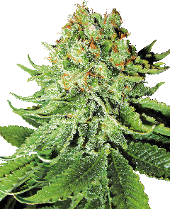 Northern Lights Automatic