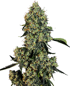 OG Kush Feminisiert