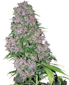 Purple Bud Feminisiert