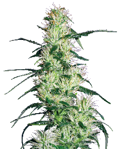 Purple Haze Feminisiert