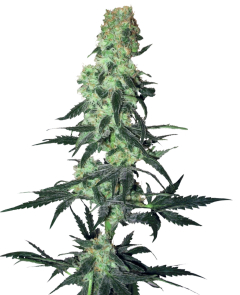 White Labes Seed Co Runtz Automatic Hanfsamen Cannabisblüte