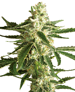 White Diesel Haze Automatic