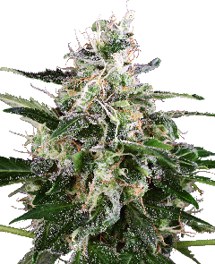 White Skunk Automatic
