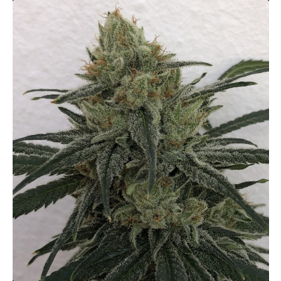 CBD #1 Feminisiert