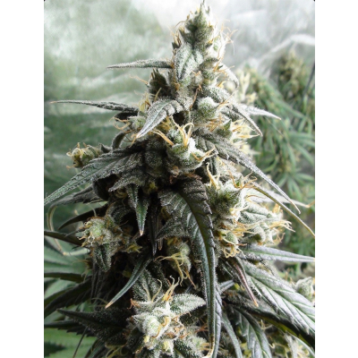 Haze x Kali China Feminisiert